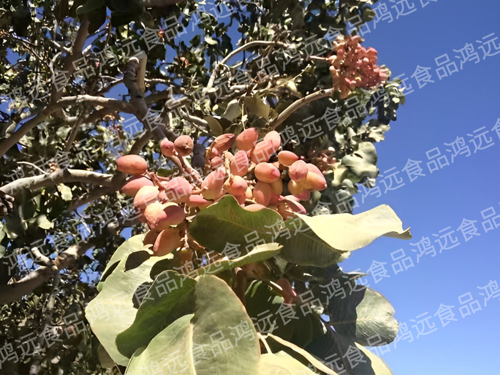 巴旦木(mù)基地(dì) 巴旦木(mù)基地(dì)